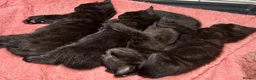 Domestic Shorthair cats for sale: Beautiful Black Kittens – Loving Homes Wanted 🐾 - Advert 7