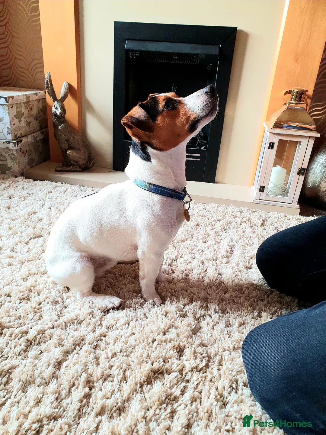Jack Russell dogs for stud: Proven Short leg mini Jack Russell for stud in Gloucester - Advert 15