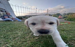 Labrador Retriever dogs for sale: Labrador puppies - Image 4