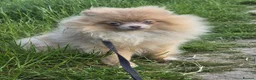 Pomeranian dogs for sale: KC Young Adult Male and Female six mo - Advert 3