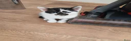 Mixed Breed cats for sale: Mixed breed - Advert 4