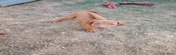 Rhodesian Ridgeback dogs for sale: Beautiful Rhodesian Ridgeback puppies-Family pet - Advert 2