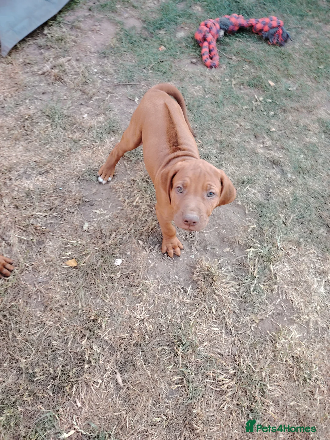 Rhodesian Ridgeback dogs for sale: Beautiful Rhodesian Ridgeback puppies-Family pet - Advert 2