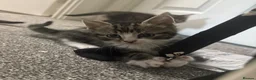 Mixed Breed cats for sale: Kittens  in Haverhill - Advert 16
