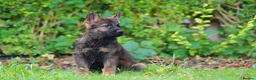 German Shepherd dogs for sale: German Shepherd puppies for sale!!! - Advert 3