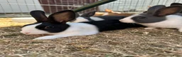 Dutch rabbits for sale: Beautiful Baby Dutch Bunnies Blue, Black & Ginger  - Advert 2