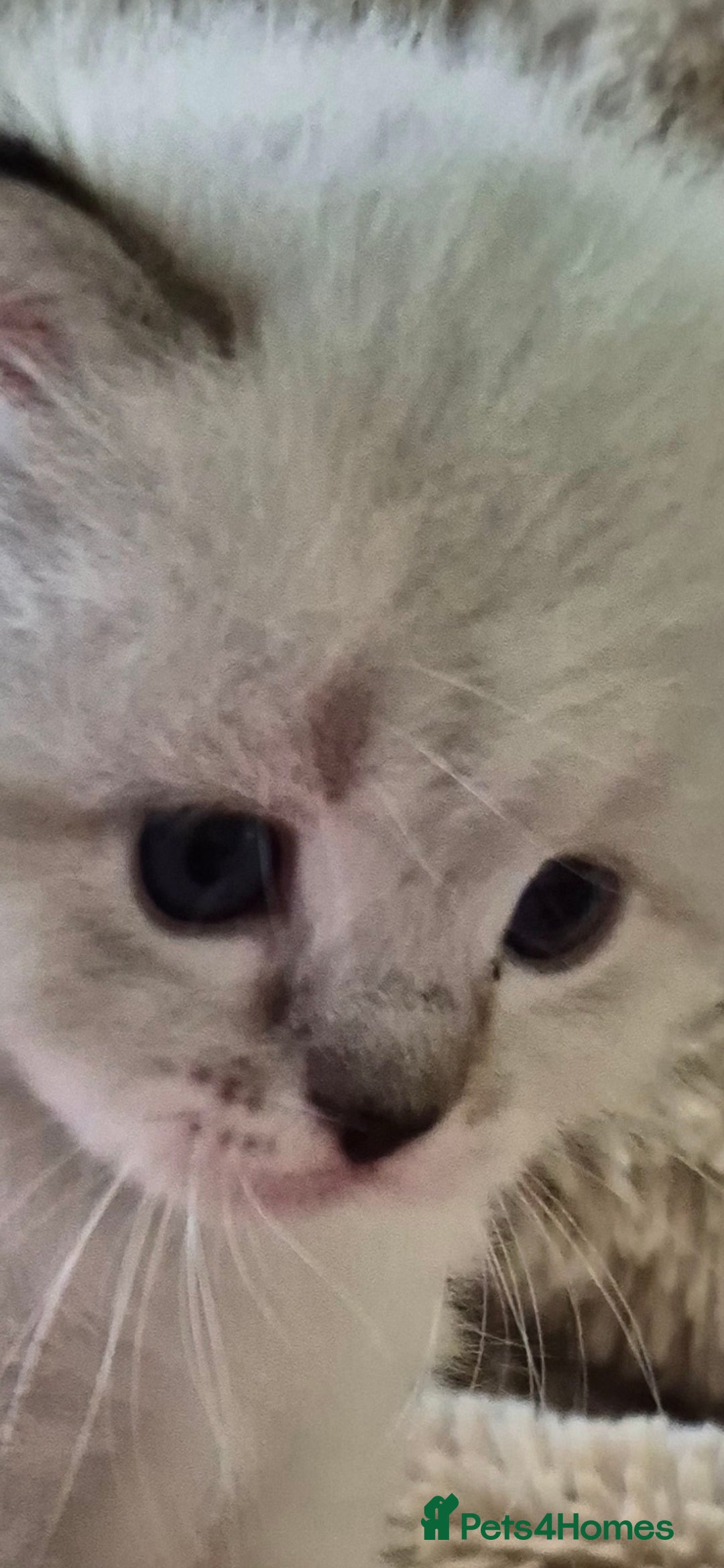 Ragdoll cats for sale: 4 Precious tica Ragdoll girls - Image 30