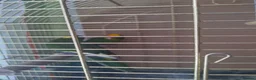 Parakeets birds for sale: For sale  - Advert 9