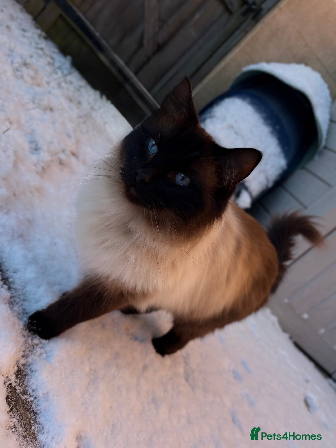 Ragdoll cats for sale: Sage - 4 year old Ragdoll - Advert 6