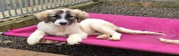 Mixed Breed dogs for adoption: Lola, Lena, Luna and Lyra  - Advert 10
