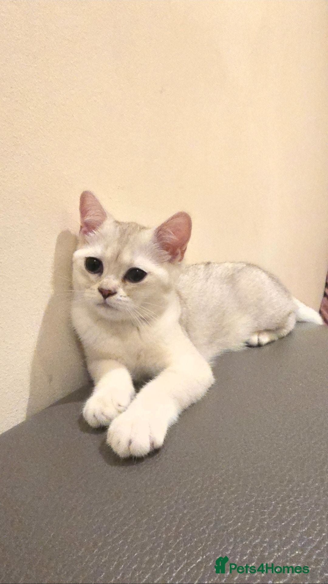 British Shorthair cats 4-month old BSH female kitten looking for home - Advert 5