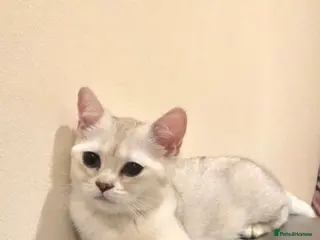 British Shorthair cats 4-month old BSH female kitten looking for home - Advert 1