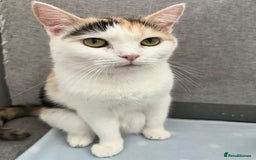 Mixed Breed cats for adoption: DANI - BUNDLE OF CUDDLES-FUN NEUTERED  - Image 7
