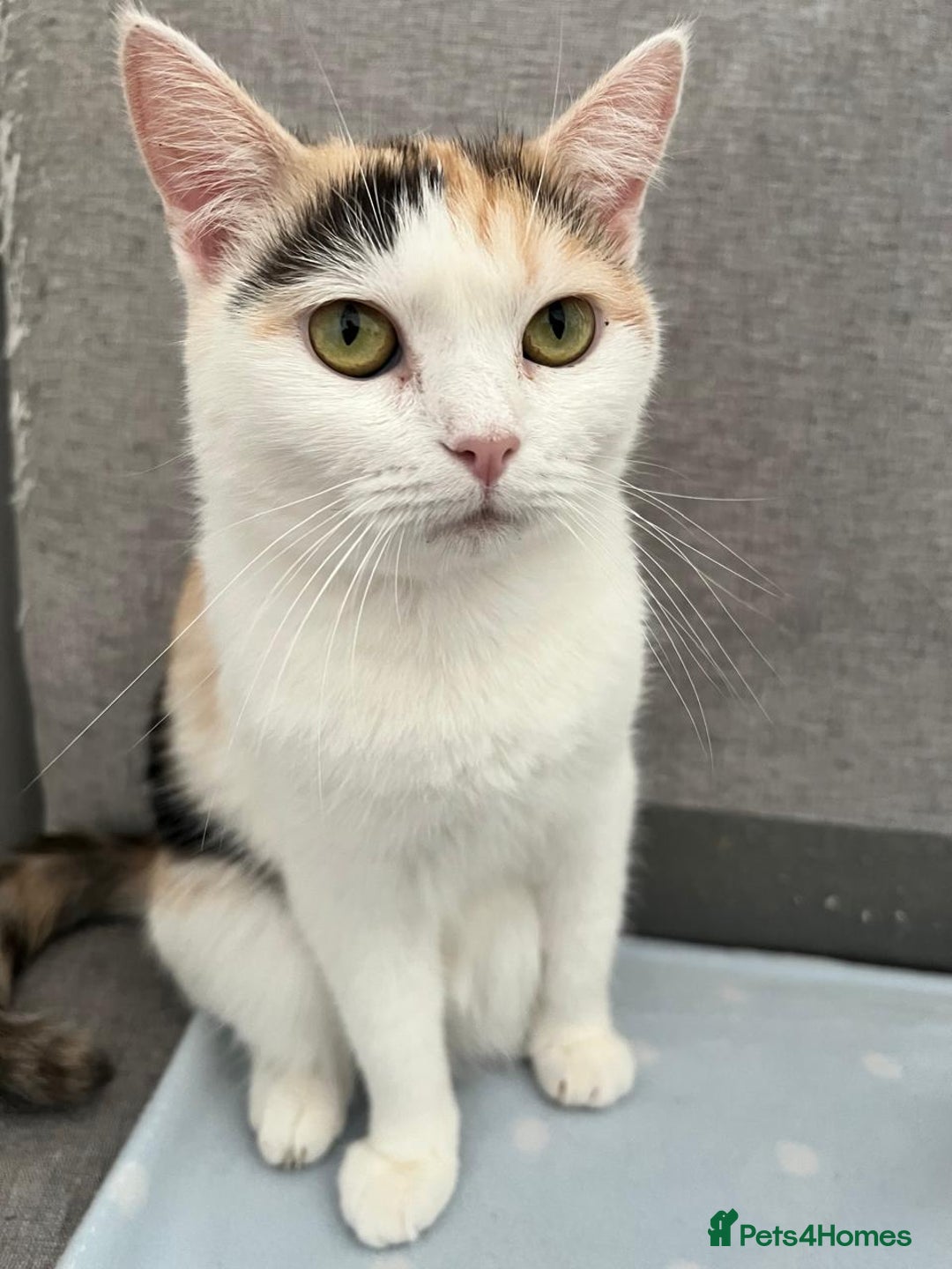 Mixed Breed cats for adoption: DANI - BUNDLE OF CUDDLES-FUN NEUTERED  - Image 7