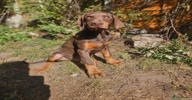 Dobermann dogs - Advert 5