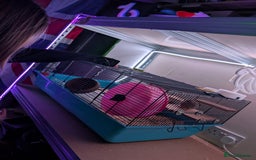 Gerbil rodents for sale: 2 Gerbils plus set up (Girls) - Image 3