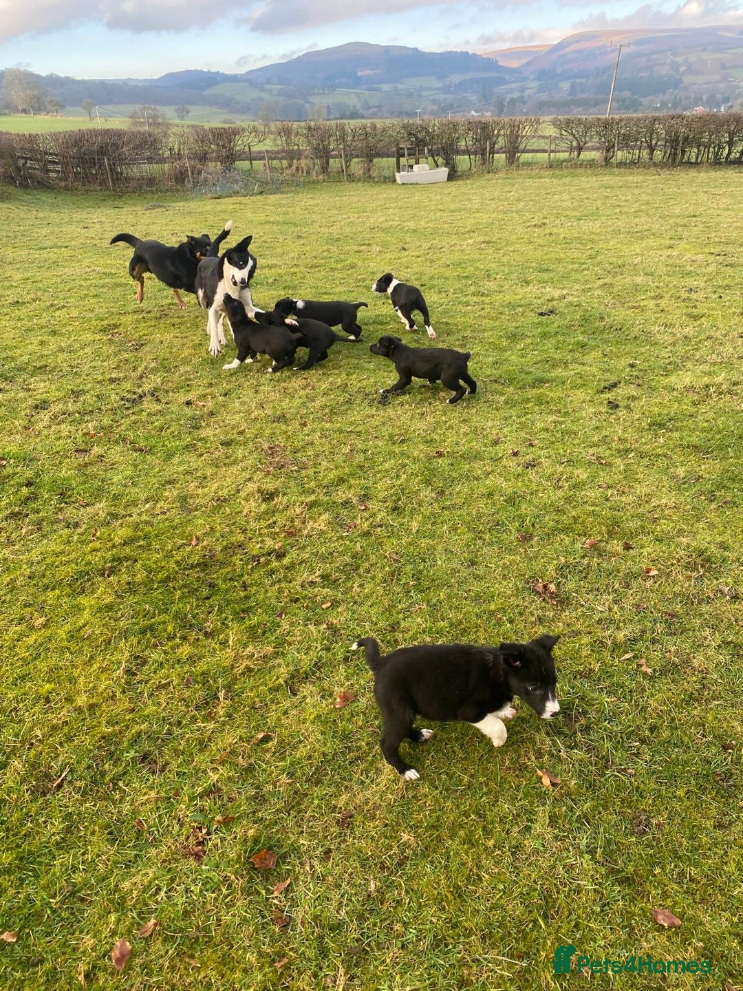 Mixed Breed dogs for sale: Beautiful Kelpie X Border Collie Puppies For Sale - Advert 13