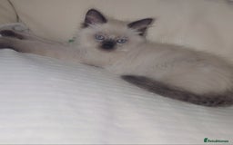 Ragdoll cats for sale: Beautiful Ragdoll kitten ready to leave  - Image 2