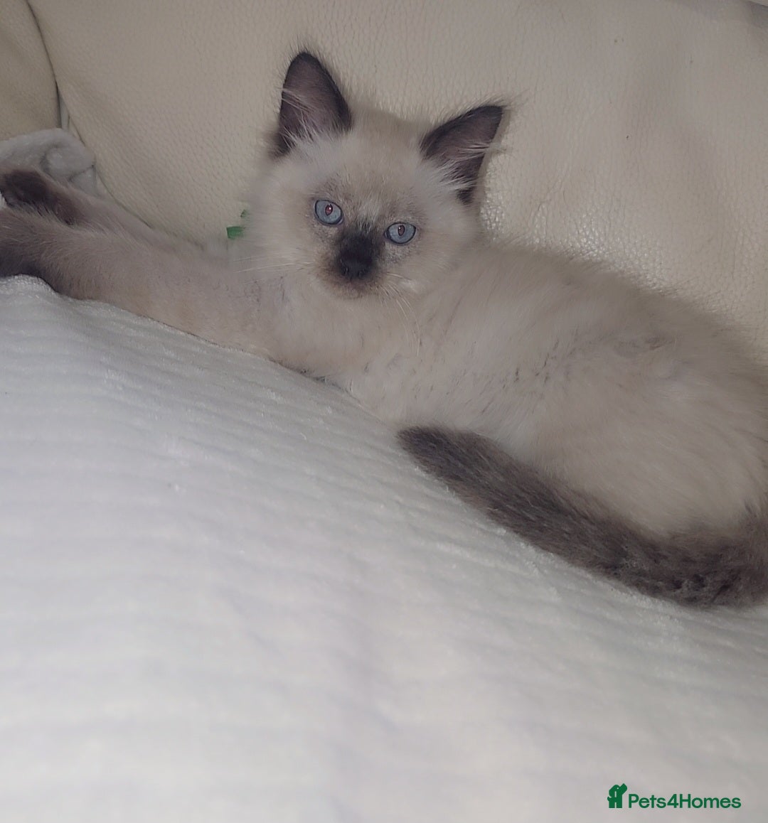 Ragdoll cats for sale: Beautiful Ragdoll kitten ready to leave  - Image 2