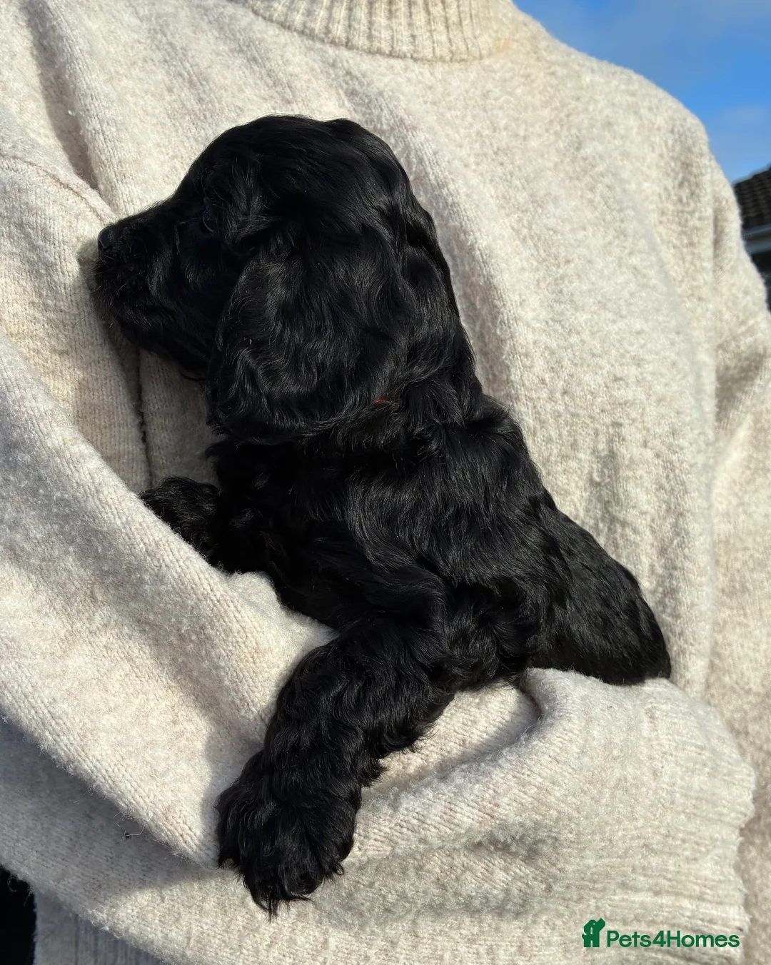 Cockapoo dogs for sale: Cockerpoo puppies  - Advert 13