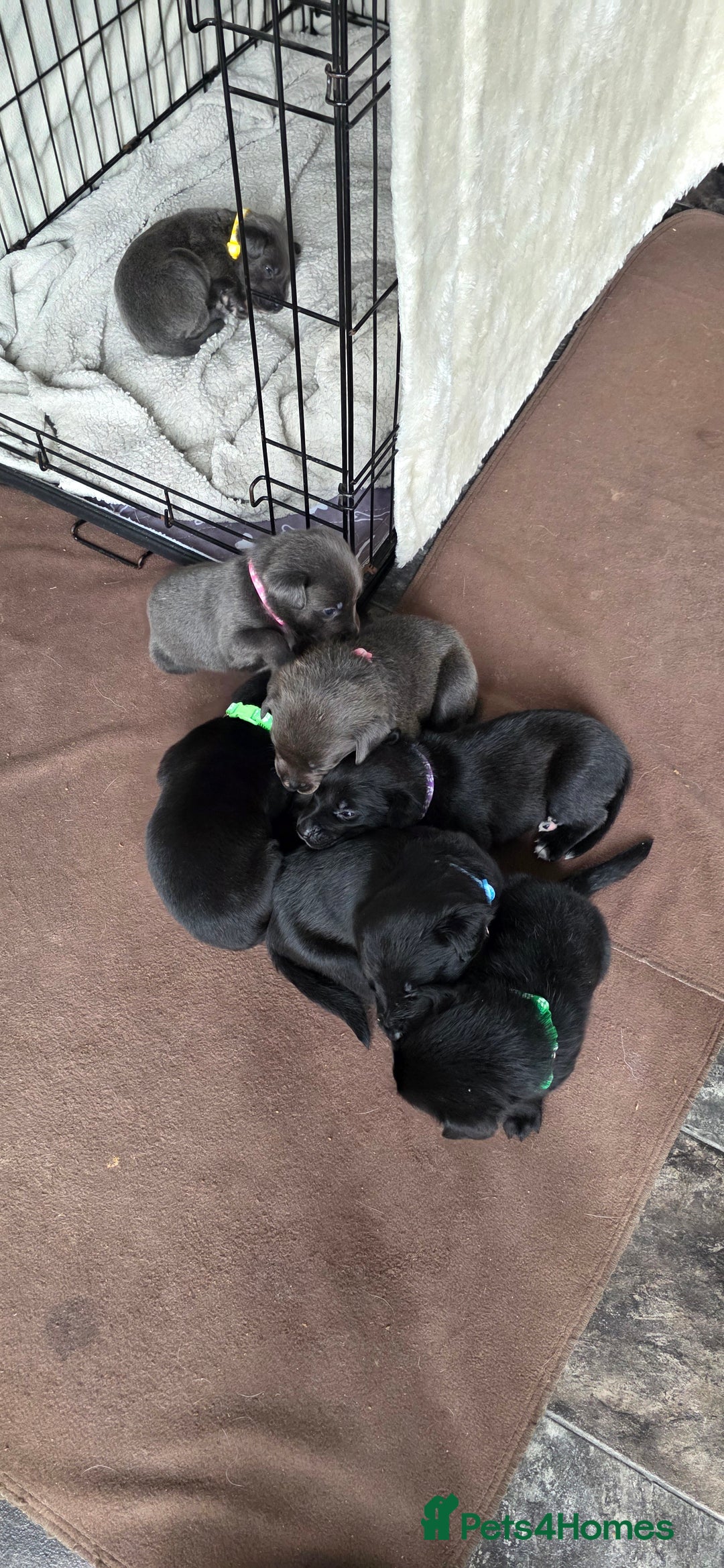 Mixed Breed dogs for sale: Adorable puppies for sale!  - Image 29