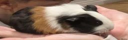 Guinea Pig rodents for sale: Male guinea pigs  - Advert 5