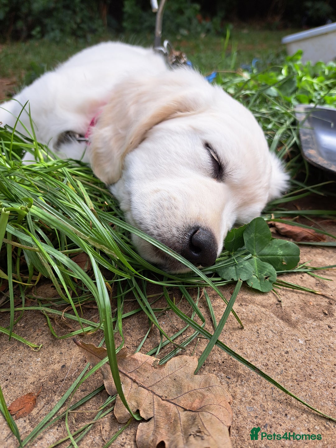 Golden Retriever dogs for sale: Golden retriever puppies  - Image 4