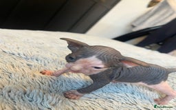 Sphynx cats for sale: Blue Eyes sphynx kittens GCCF and TICA  - Image 21