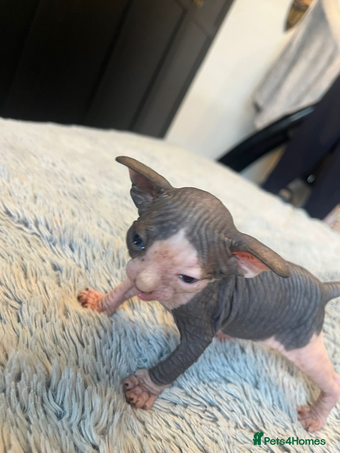 Sphynx cats for sale: Blue Eyes sphynx kittens GCCF and TICA  - Image 21