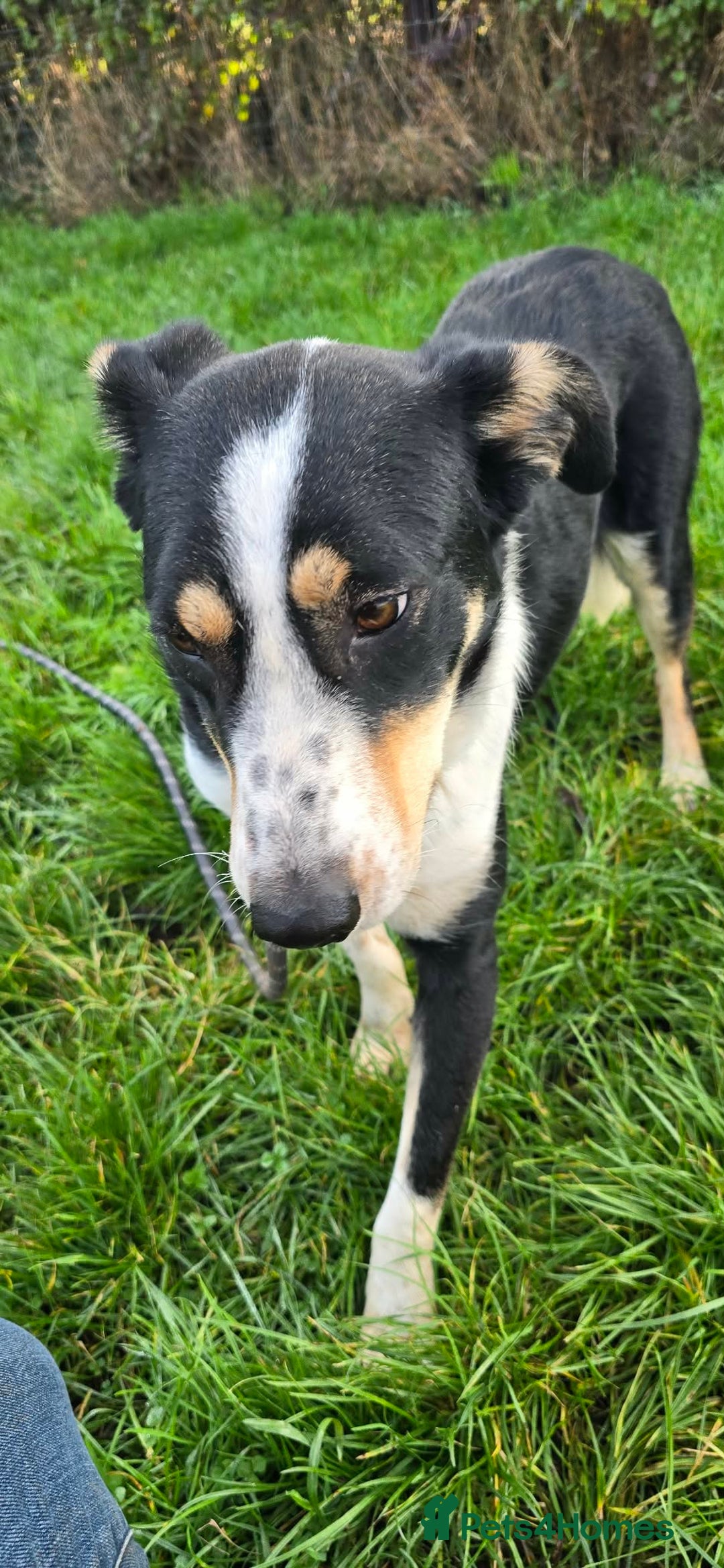 Mixed Breed dogs for adoption: TOMMY - Advert 8