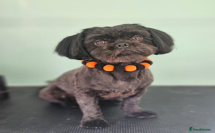 Shih Tzu dogs - Advert 1