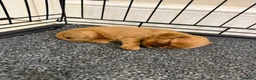 Cavalier King Charles Spaniel dogs for sale: Cavalier King Charles Ruby Puppys - Advert 25