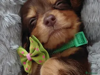 Miniature Dachshund dogs LongHaired Choc&Cream/RedShaded/Black&Red Mini's🐾 - Advert 11