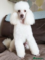 Cockapoo dogs - Advert 9