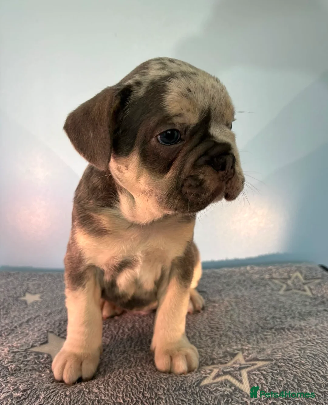 French Bulldog dogs for sale: Visual Fluffy and pink carrier puppies! - Advert 2