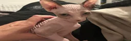 Sphynx cats for sale: Last 2 girls reduced  - Advert 5