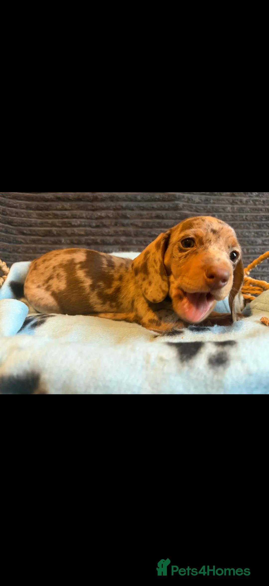 Miniature Dachshund dogs for sale: KC registered Miniature Dachshund puppies  - Advert 20