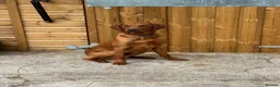Labrador Retriever dogs for stud: Dark fox red labrador stud dog  - Advert 1
