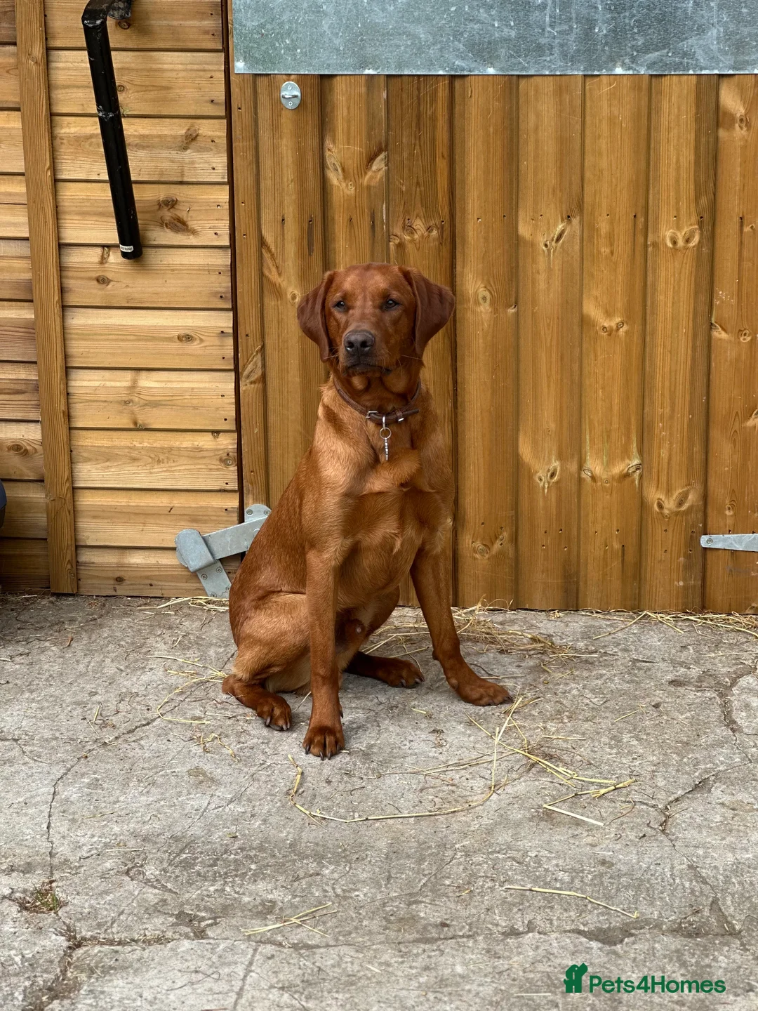 Labrador Retriever dogs for stud: Dark fox red labrador stud dog  - Advert 1