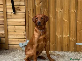 Labrador Retriever dogs Dark fox red labrador stud dog - Advert 3