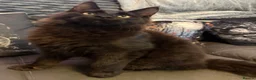 Maine Coon cats for sale: Reduced XL TICA Maine Coon Kitten active possible  - Advert 24