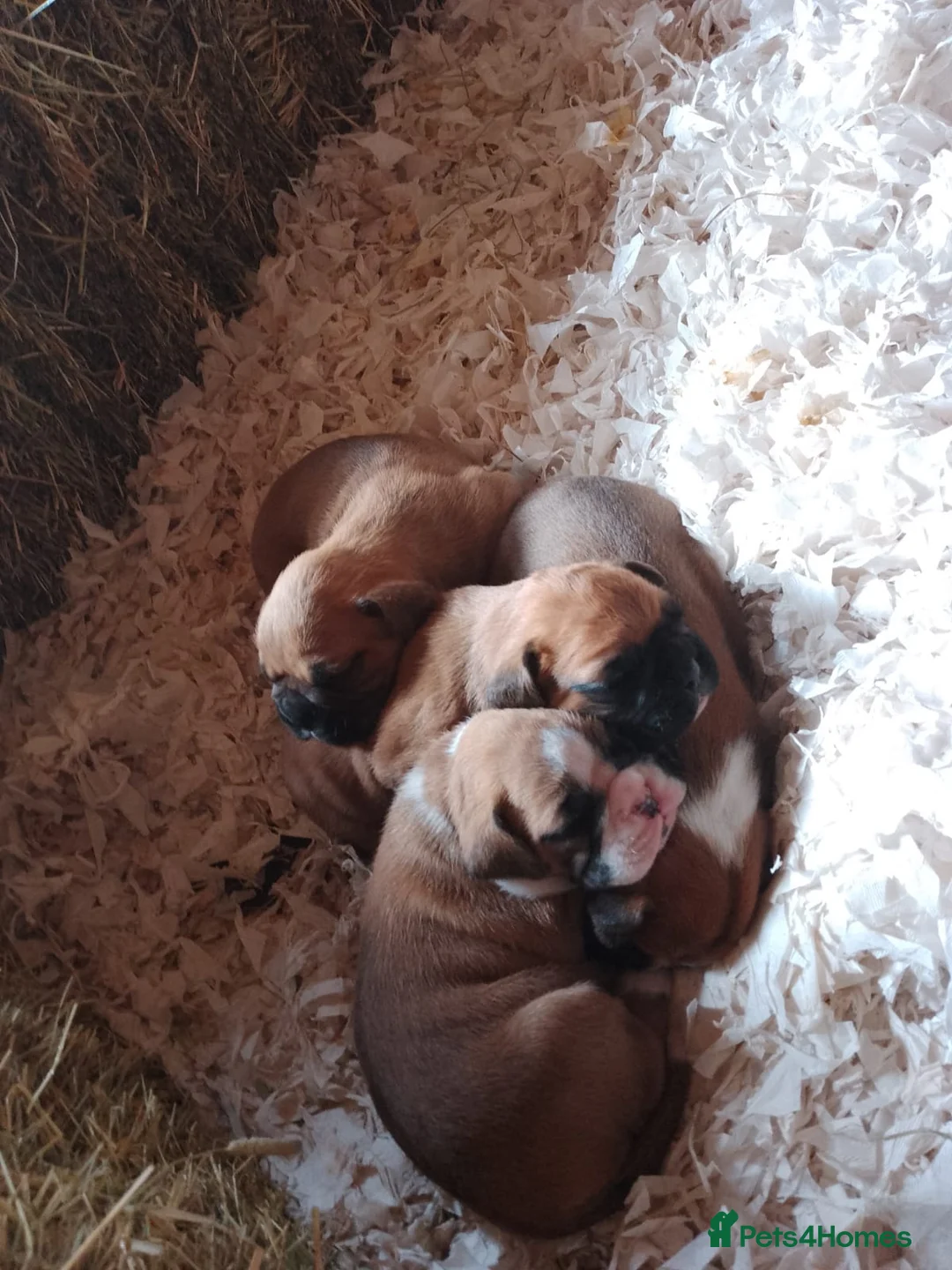 Boxer dogs for stud: KC Red and White Boxer to Stud - Advert 8