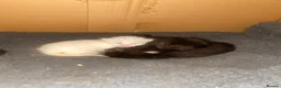 Domestic Shorthair cats for sale: 5 beautiful kittens  - Advert 2