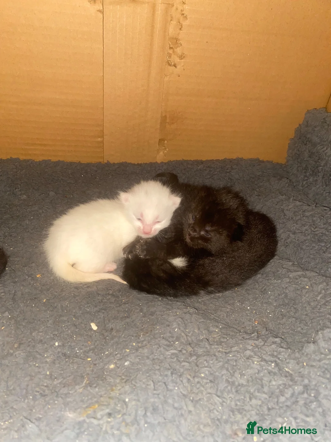 Domestic Shorthair cats for sale: 5 beautiful kittens  - Advert 2