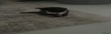 Domestic shorthair 