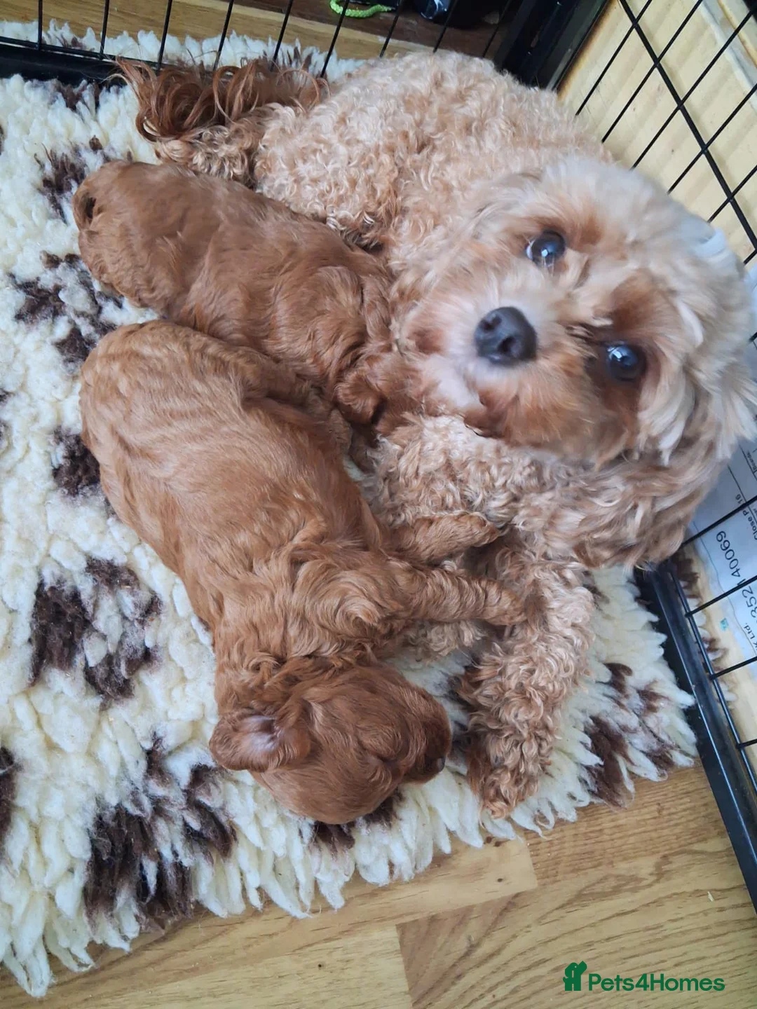 Cavapoo dogs for sale: Toy flb cavapoo in Swadlincote - Advert 2