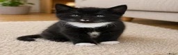 Mixed Breed cats for sale: Beautiful kitten  - Advert 3