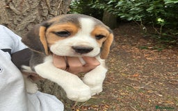 Beagle dogs for sale: BEAUTIFUL KC REG BEAGLES  - Image 10