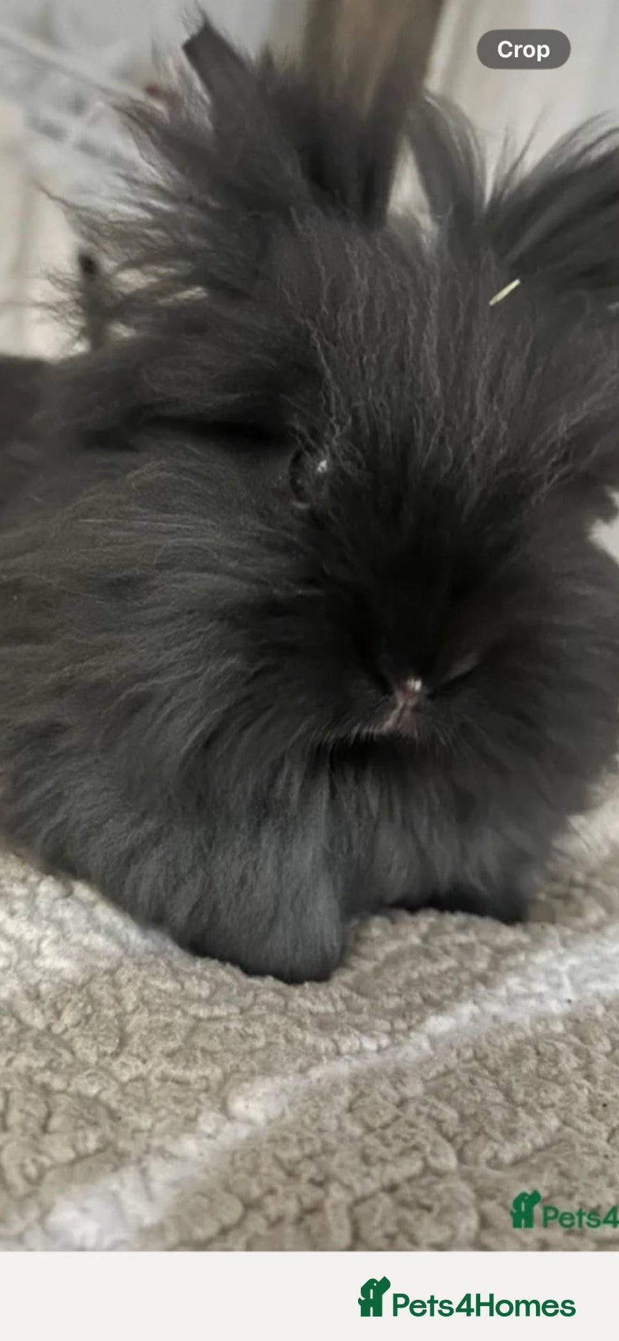 Lionhead rabbits Our beautiful boy Dusty…  - Advert 1
