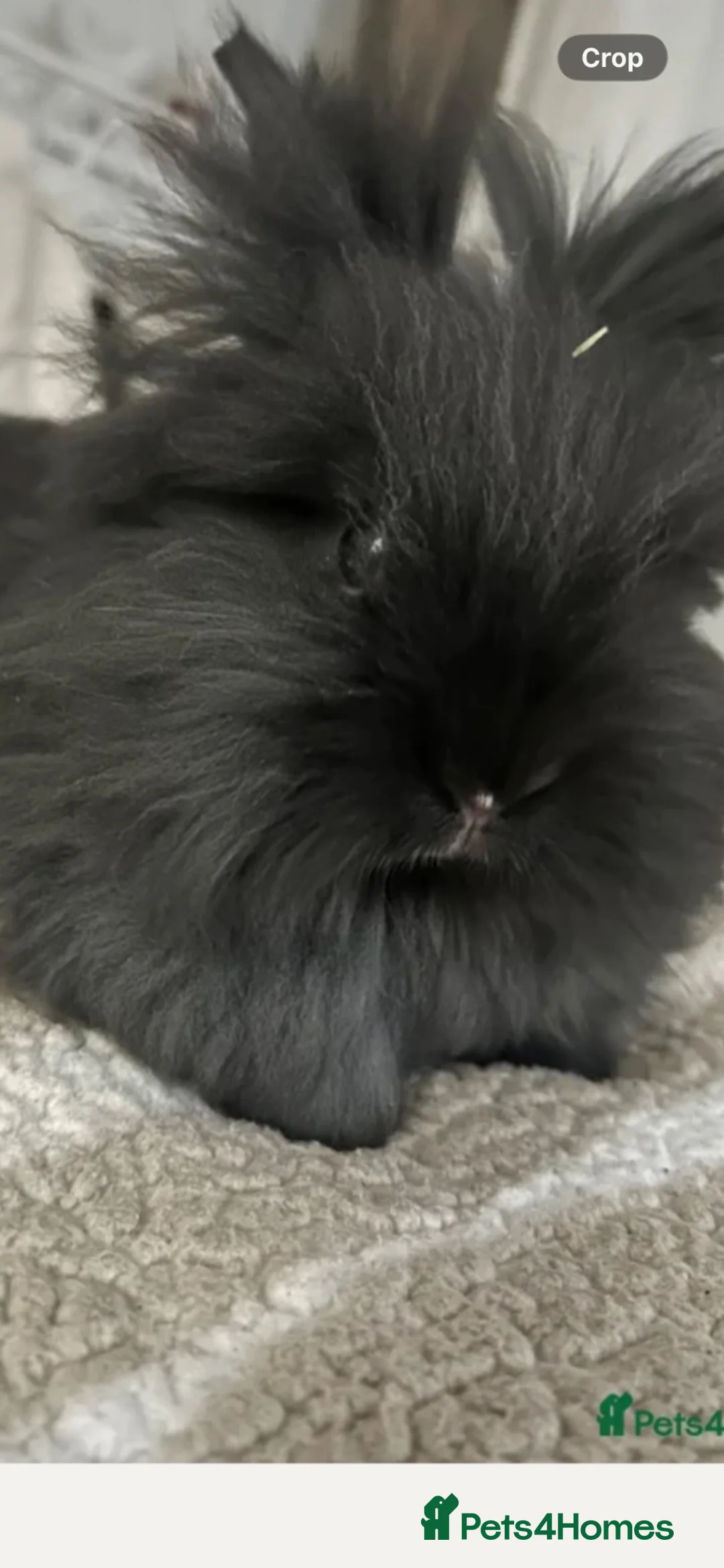 Lionhead rabbits for sale: Our beautiful boy Dusty…  - Advert 1